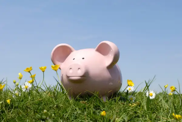 Piggy bank enjoying life in a field
