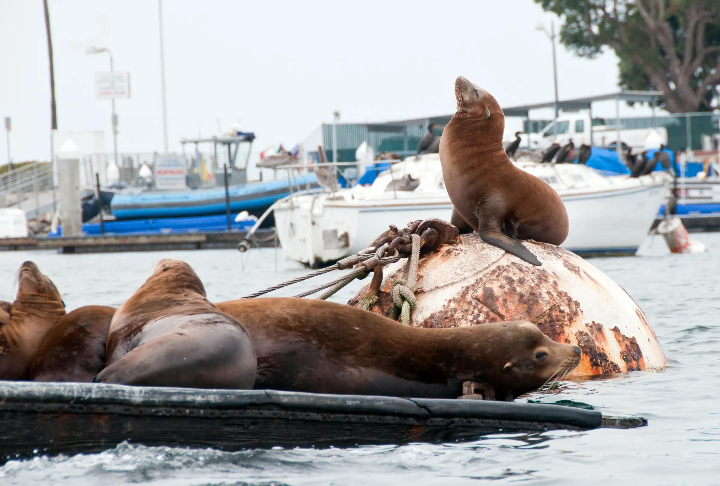 Sea Lions in San Diego marina