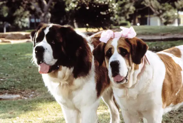 BEETHOVEN'S 2ND, Beethoven and Missy, 1993