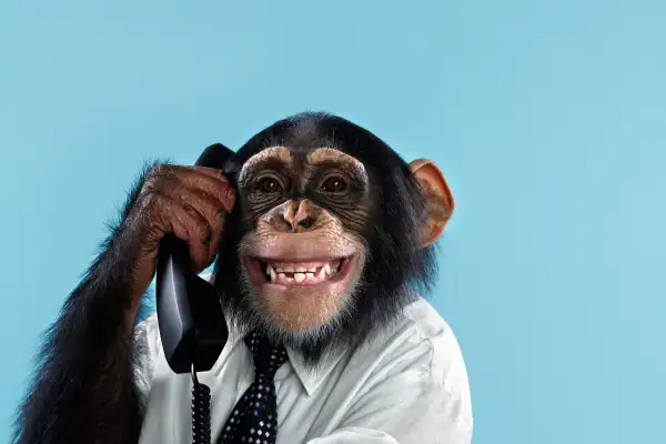 Chimpanzee on a telephone