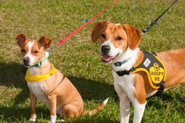 dogs with  adopt me  signs