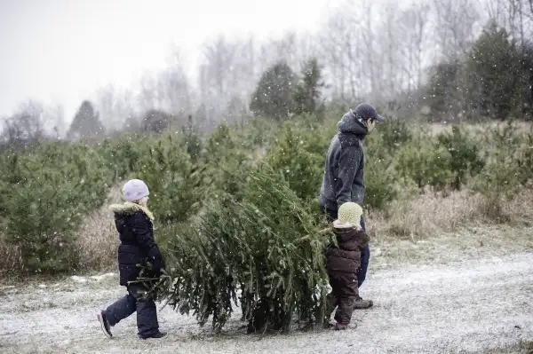 Family carrying christmas tree they have just cut down