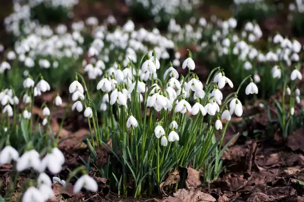 Snowdrops growing on the edge of a woodland garden.