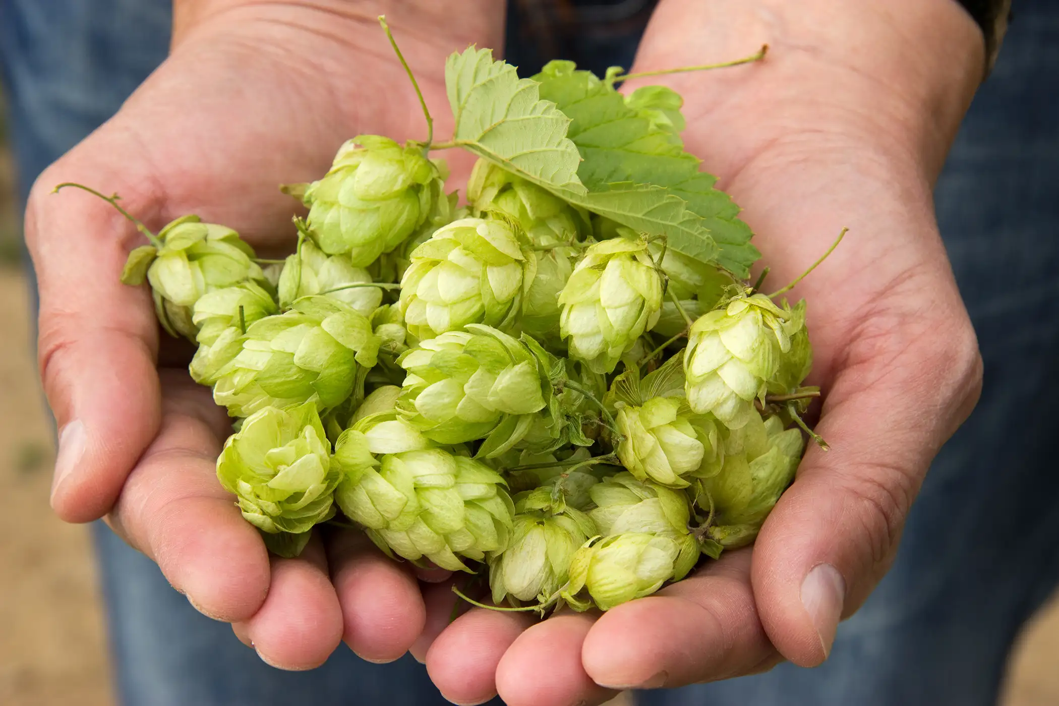 handful of hops