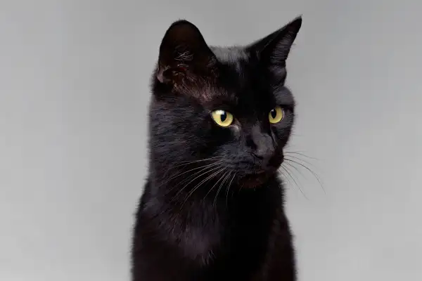 Black cat