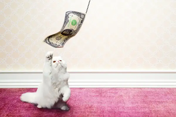 cat batting at $1,000 bill on string