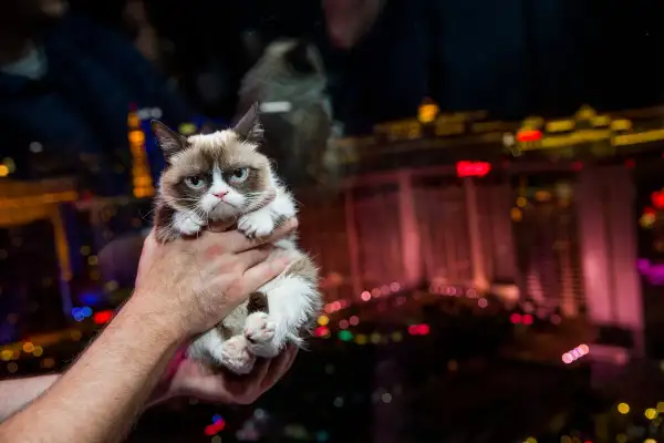 150930_EM_RichPets_GrumpyCat