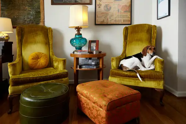 dog on chair in apartment