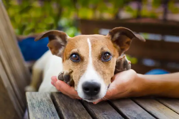 cute puppy laying in owner's hand