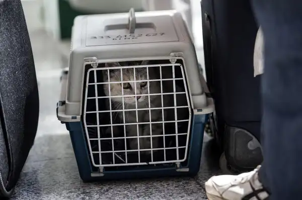 A pet cat sits in a carrier with passengers waiting at Rome Airport in Rome, May 7, 2015.