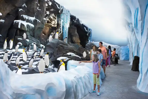 SeaWorld’s newest attraction, Antarctica: Empire of the Penguin, allows guests to connect with a colony of more than 250 penguins, above and below the water.