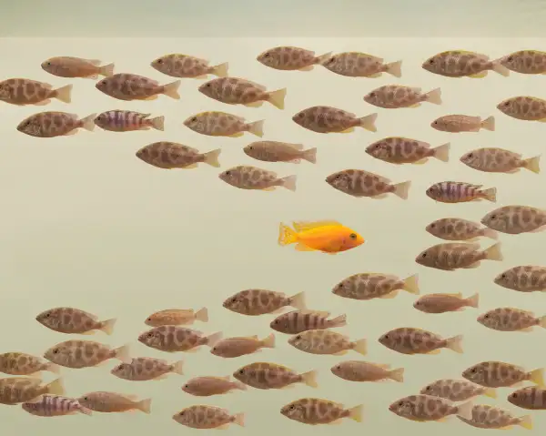 goldfish swimming against school of fish
