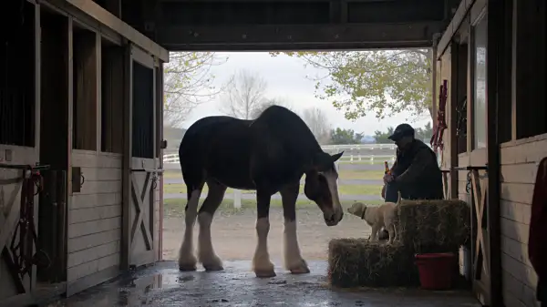 Super Bowl commercial for Budweiser