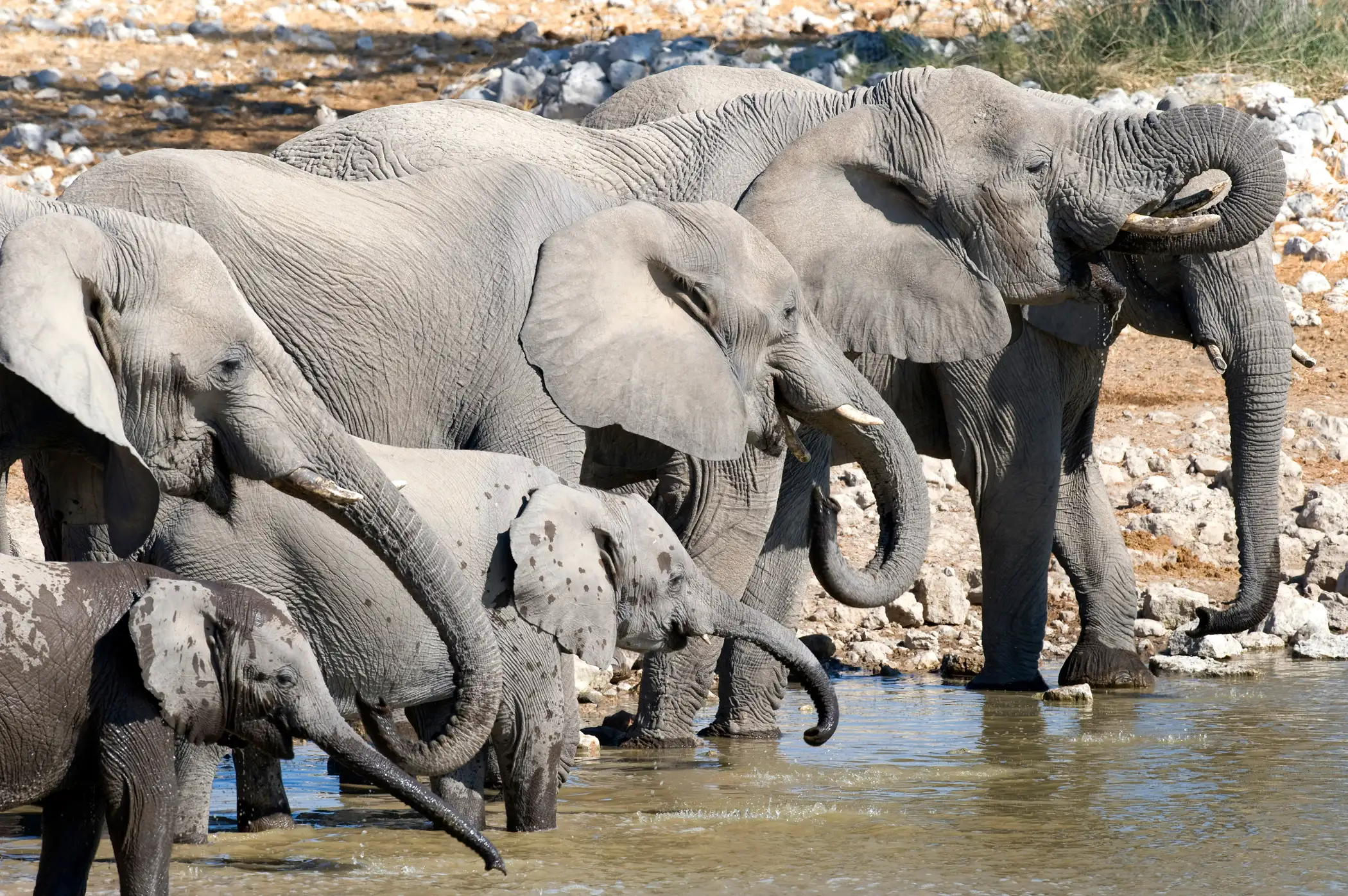 Pachyderm cocktail hour at Etosha park