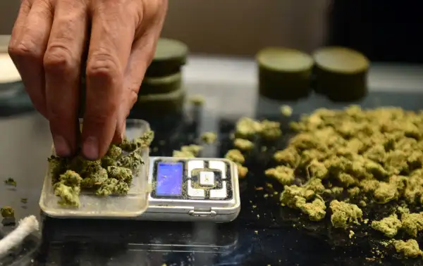 A vendor weighs buds for card-carrying medical marijuana patients attending Los Angeles' first-ever cannabis farmer's market at the West Coast Collective medical marijuana dispensary, on the fourth of July, or Independence Day, in Los Angeles, California on July 4, 2014 where organizer's of the 3-day event plan to showcase high quality cannabis from growers and vendors throughout the state.