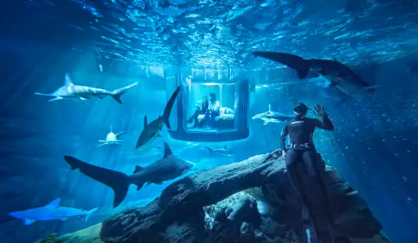 shark aquarium airbnb bedroom