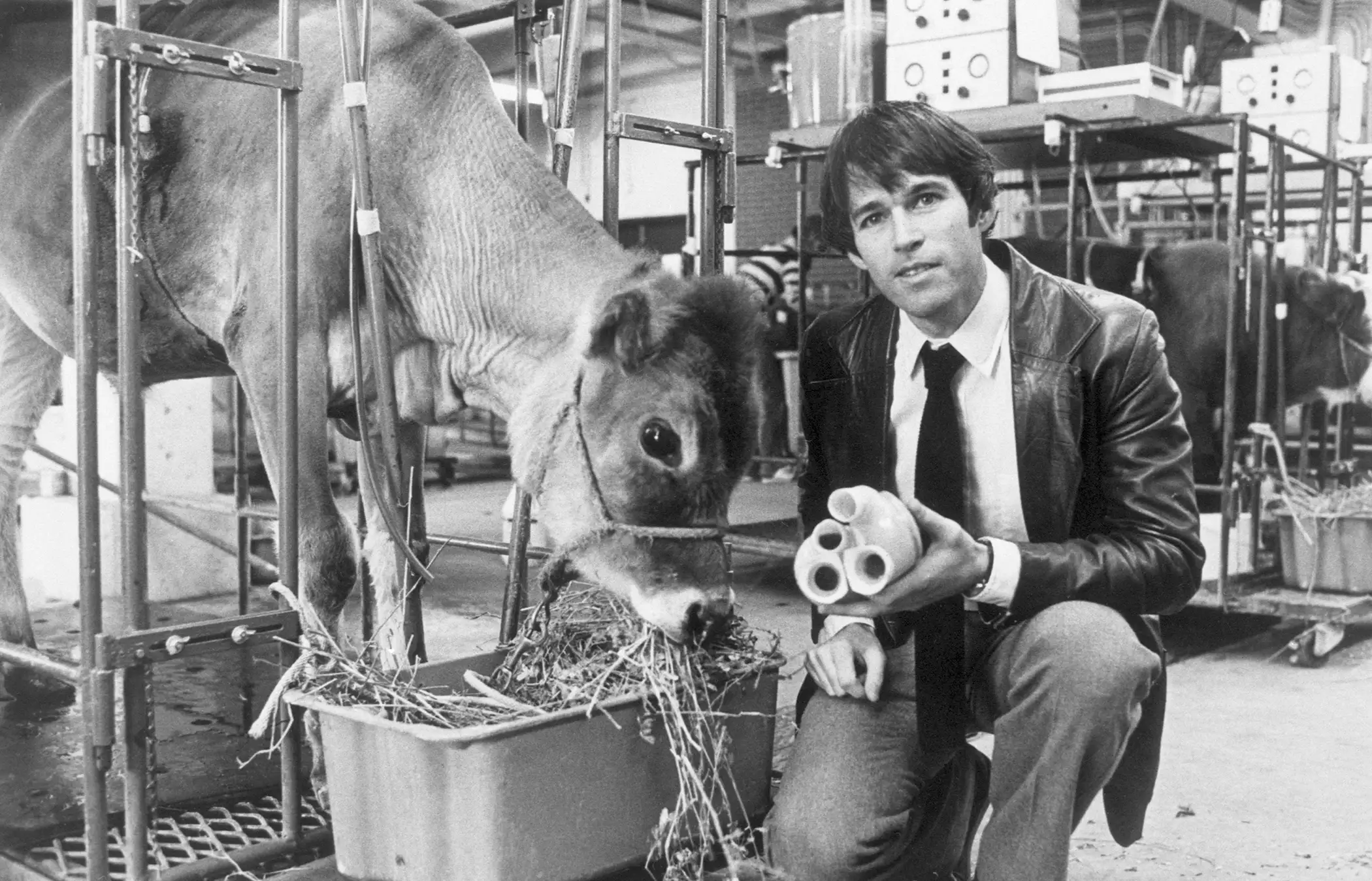 Dr. Robert K. Jarvik, who designed the University of Utah mechanical heart of plastic, is seen here last month with calf that lived for 268 days with the machine beating in the place of its heart. He holds the plastic heart device in hand, Salt Lake City, Utah, March 17, 1981.