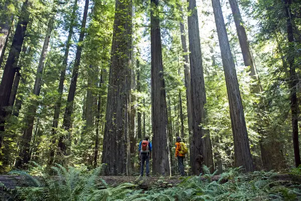 Hiking through the Redwoods, California