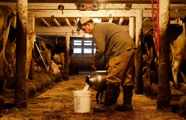 Branden Brown pours milk at Trinity Valley Dairy in East Homer, N.Y., March 25, 2016. Trinity Valley began bottling its own products in 2014 in addition to selling raw milk to commercial processors. Brown, who runs the farm with his wife and her parents, said they were losing money after years of low prices, and saw the chance to charge more for premium products.