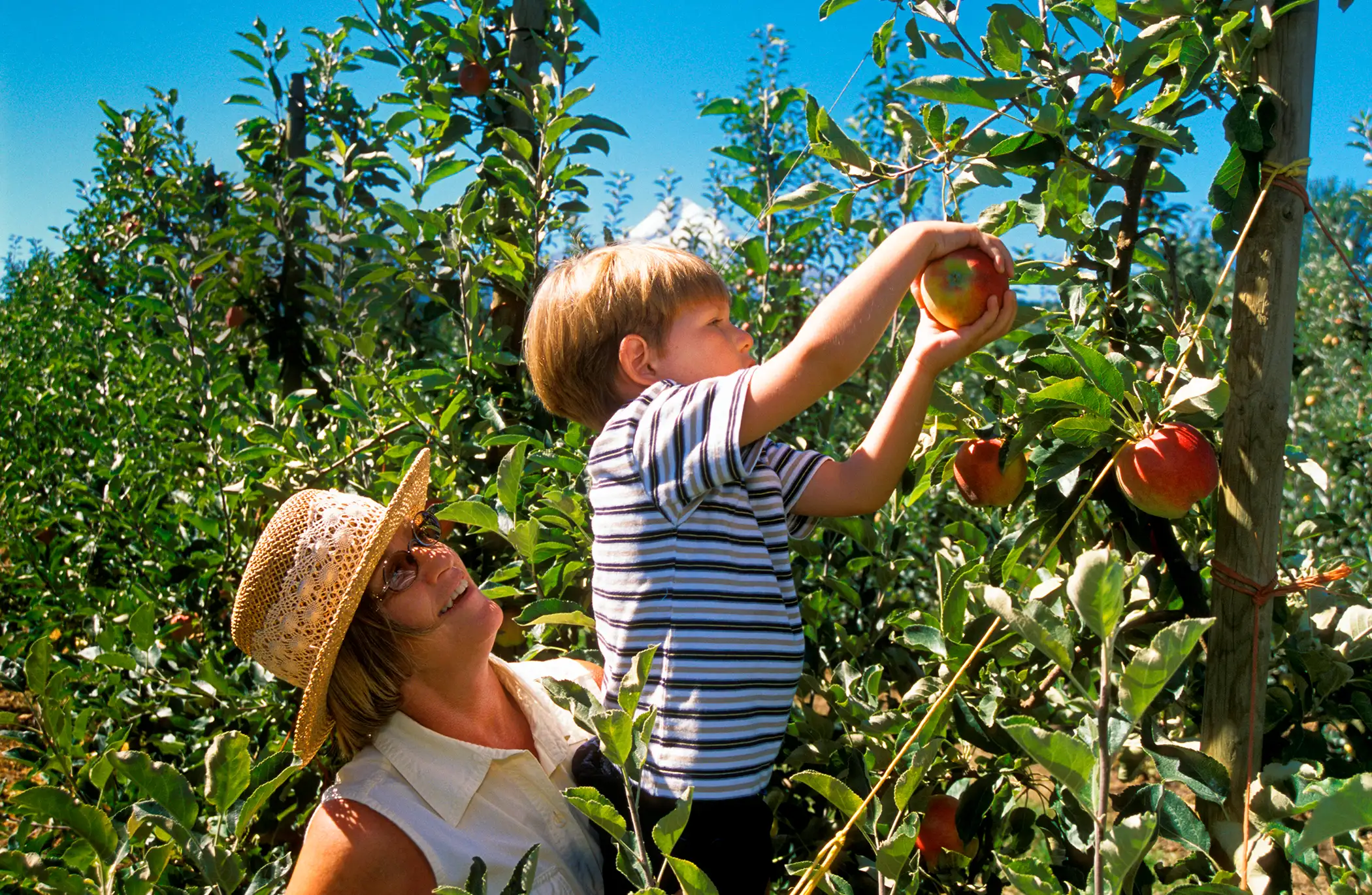 boy and mother picking apples