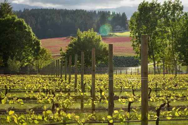 Clay Court Vineyard, springtime sun, Elk Cove Vineyards