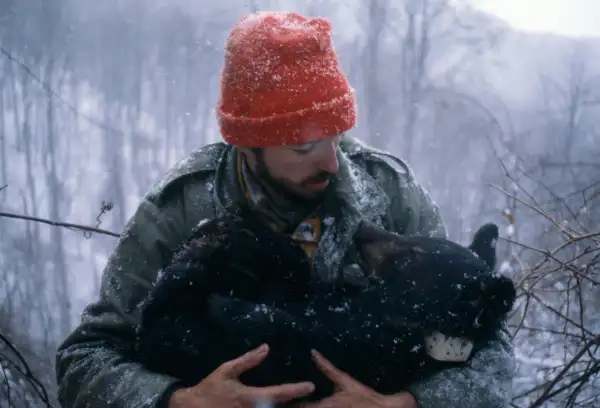 A biologist holds a drugged, year-old Black Bear cub, (ursus americanus), as part of a hibernation study; Great Smoky Mountains National Park, Tenn.