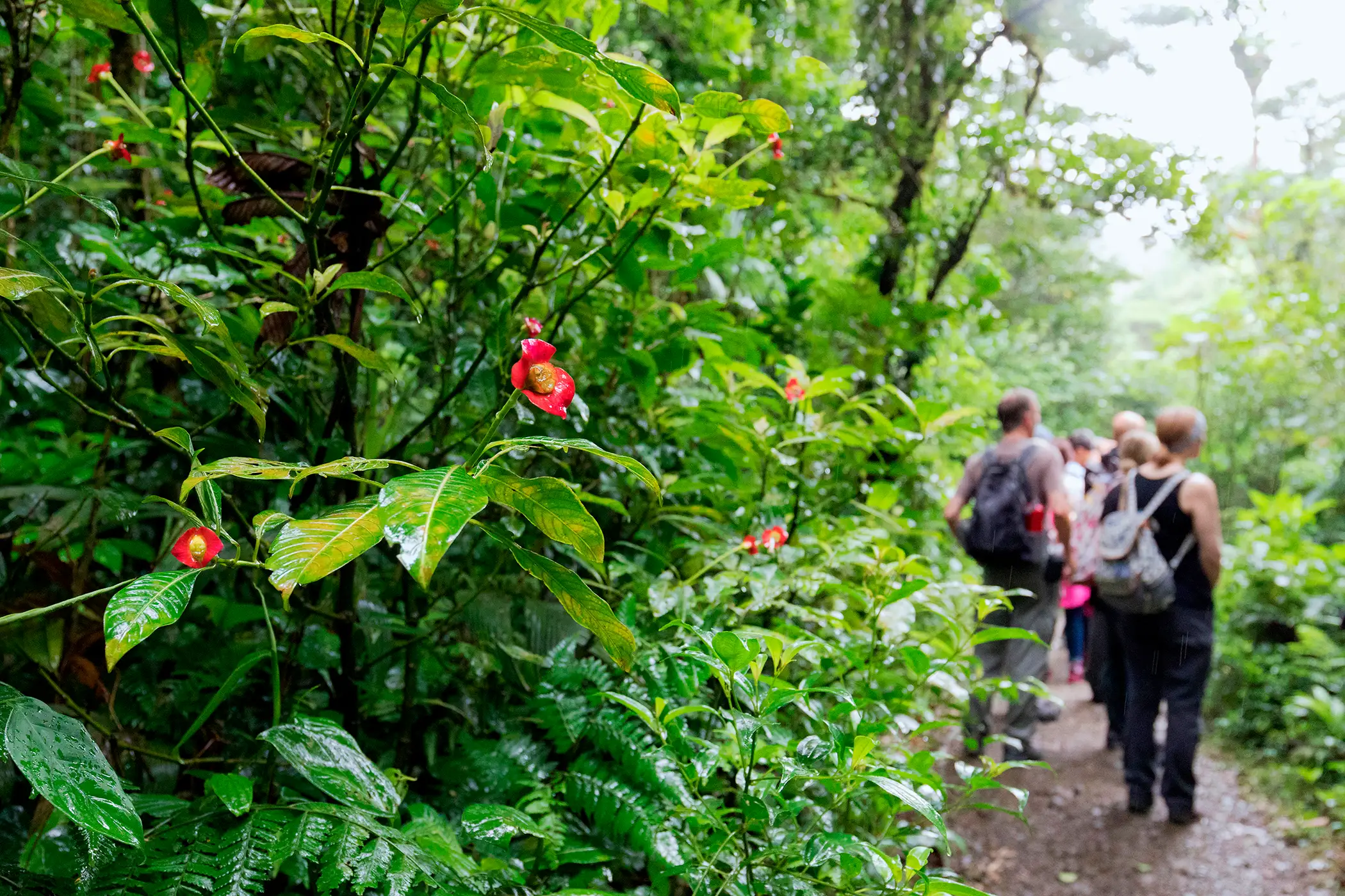 A group of visitors walking in the cloud forest, Monteverde, Costa Rica,