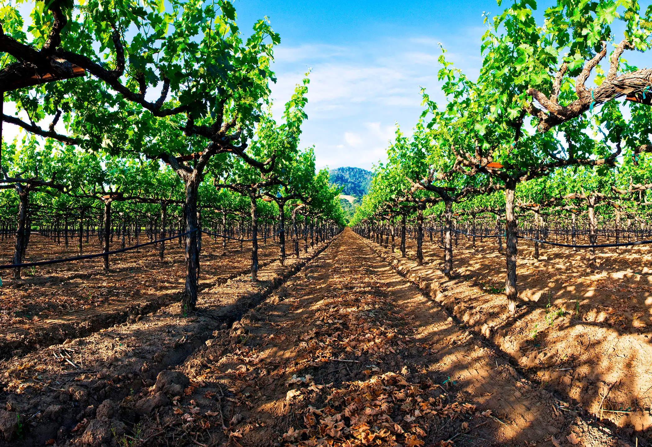ground level image of vineyard rows