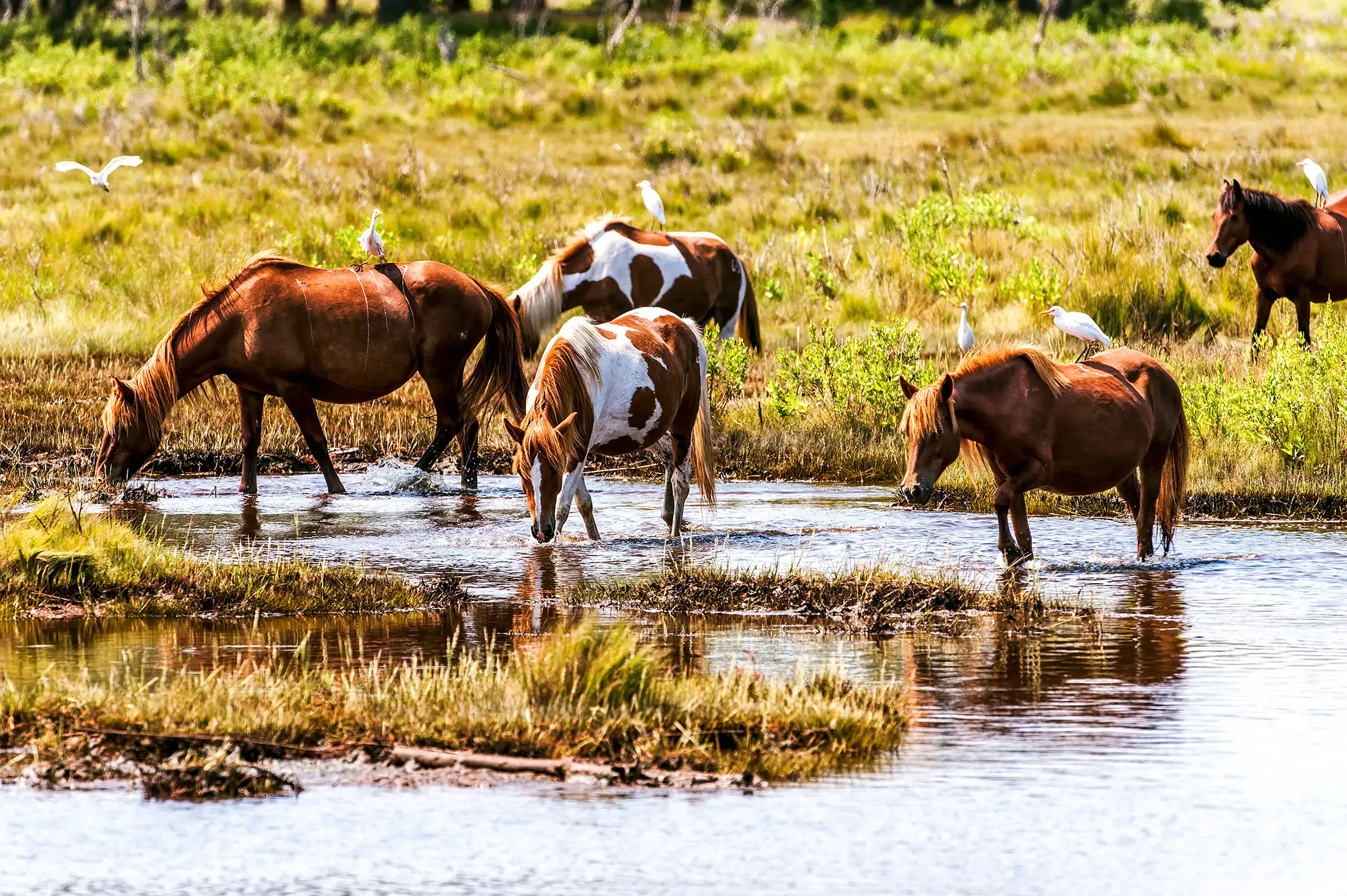 Several cattle egrets were riding these wild horses, Chincoteague Island, Virginia.