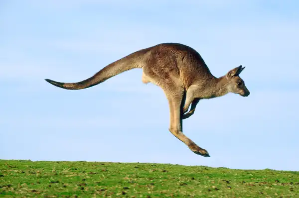 hopping kangaroo
