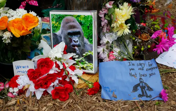 Controversy Rages After Shooting Death Of Endangered Gorilla At Cincinnati Zoo