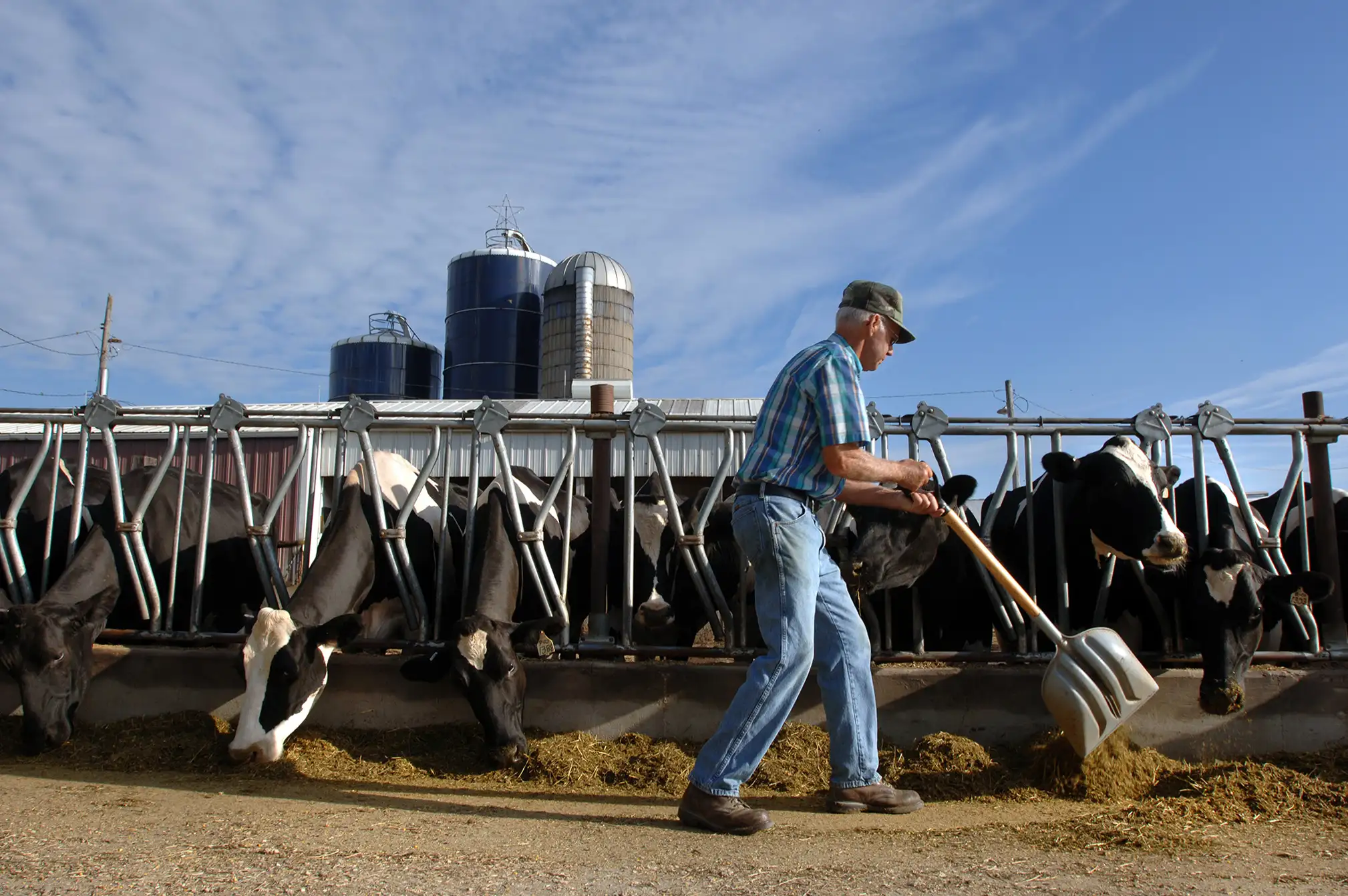 USA, Iowa, Burlington, senior male farmer feeding dairy cows