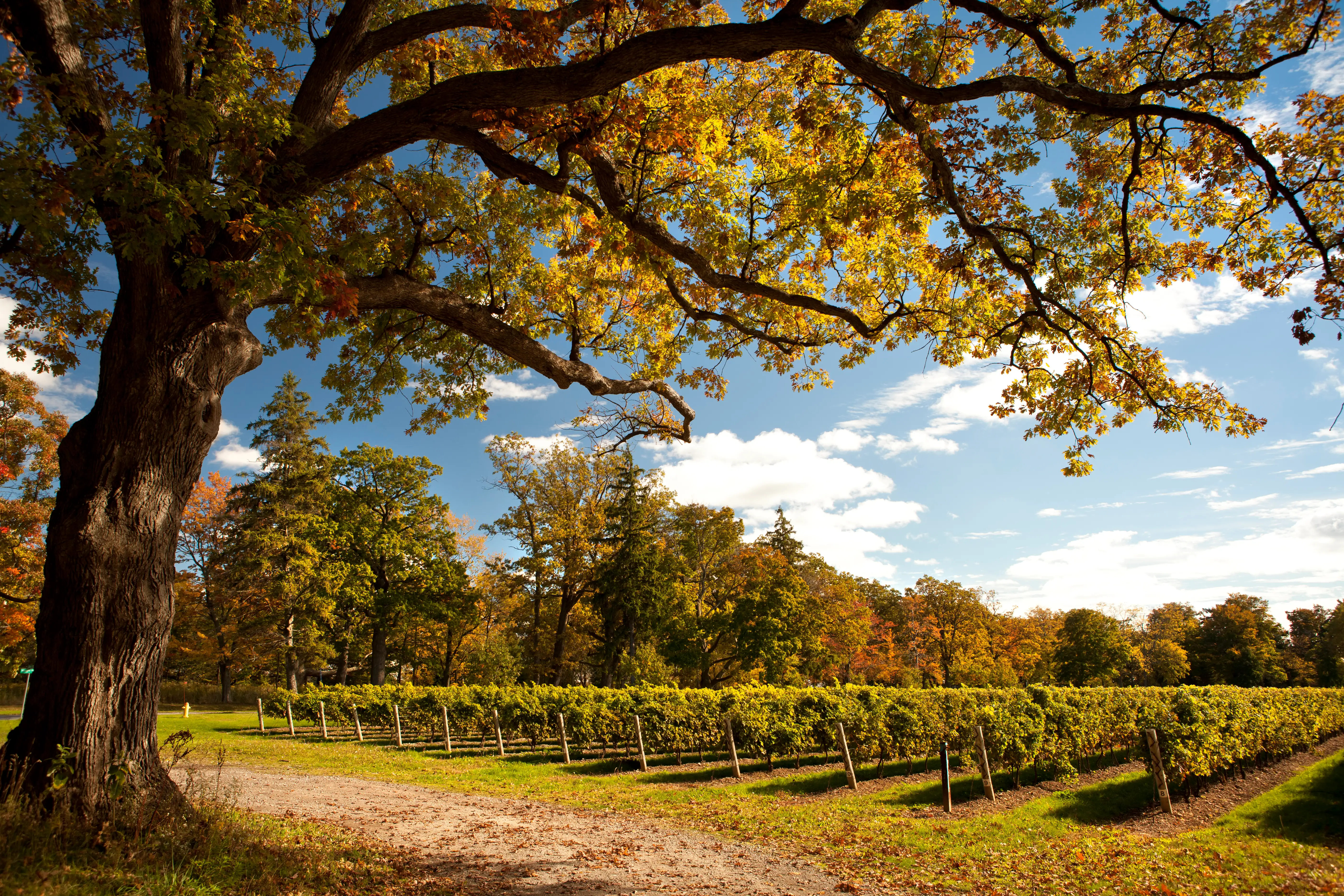 Grapes on a winery vine