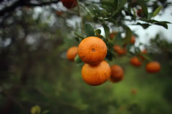 Citrus Greening Diseases Threatens Florida's Orange Industry