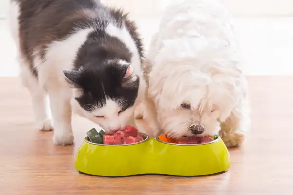 Dog and cat eating natural food from a bowl