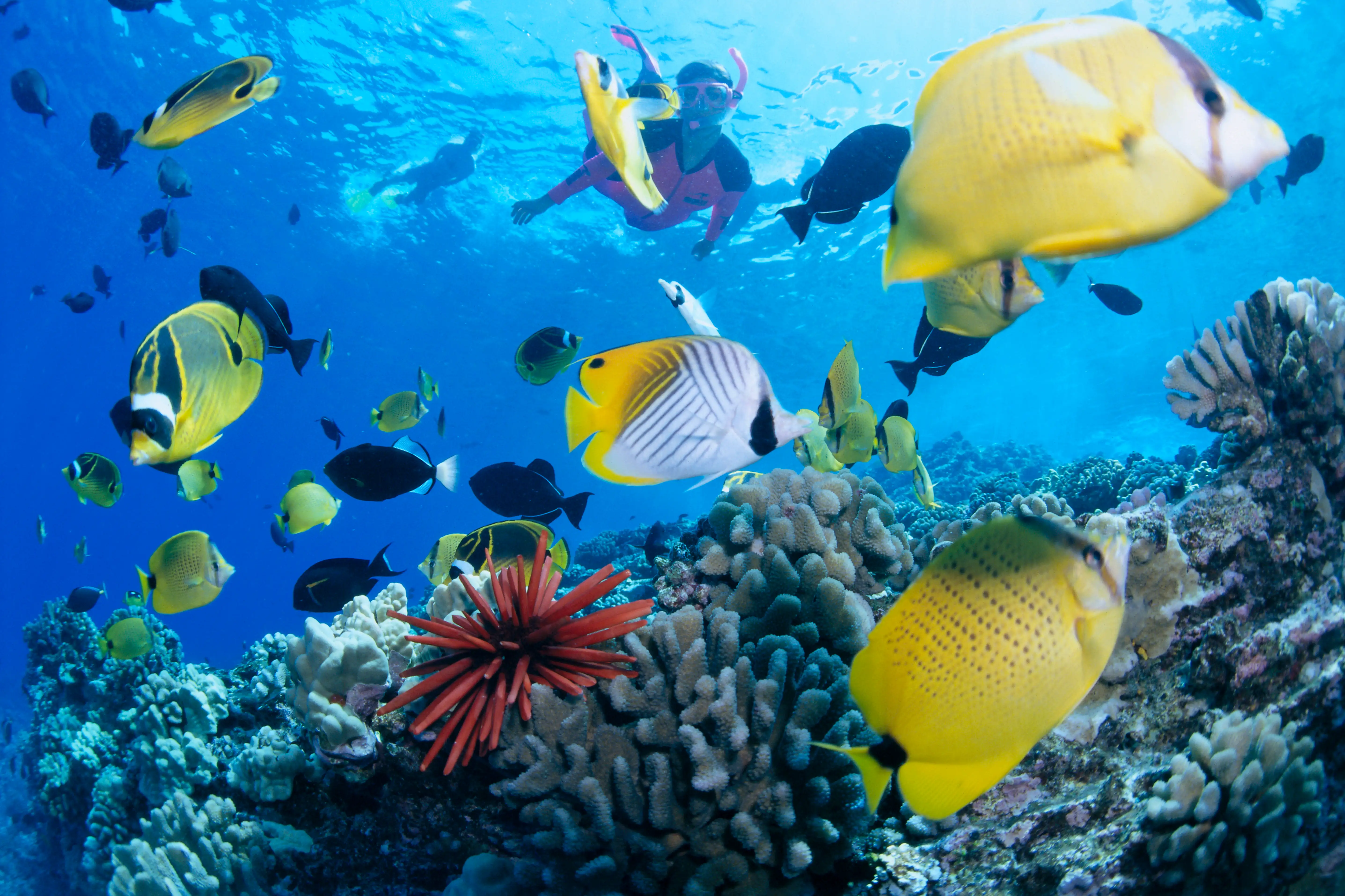 Hawaii, Maui, Molokini, Woman In Pink Snorkels With Tropical Fish, Coral Reef Urchin