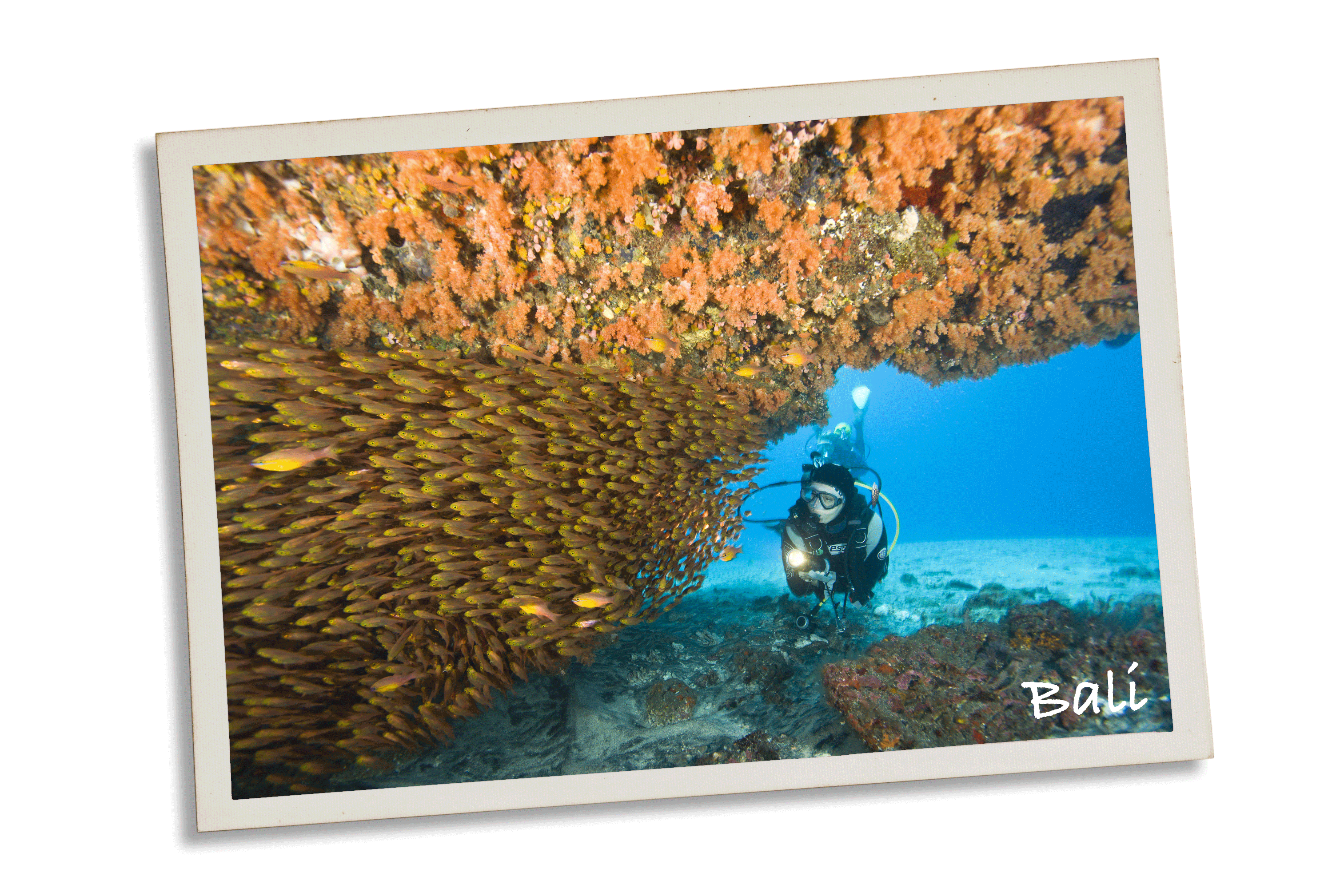 Scuba diver viewing school of Golden Sweepers, Outer Crystal Bay, Nusa Penida, Bali; Scuba diver and Green sea turtle, Moalboal, Cebu island, Philippines