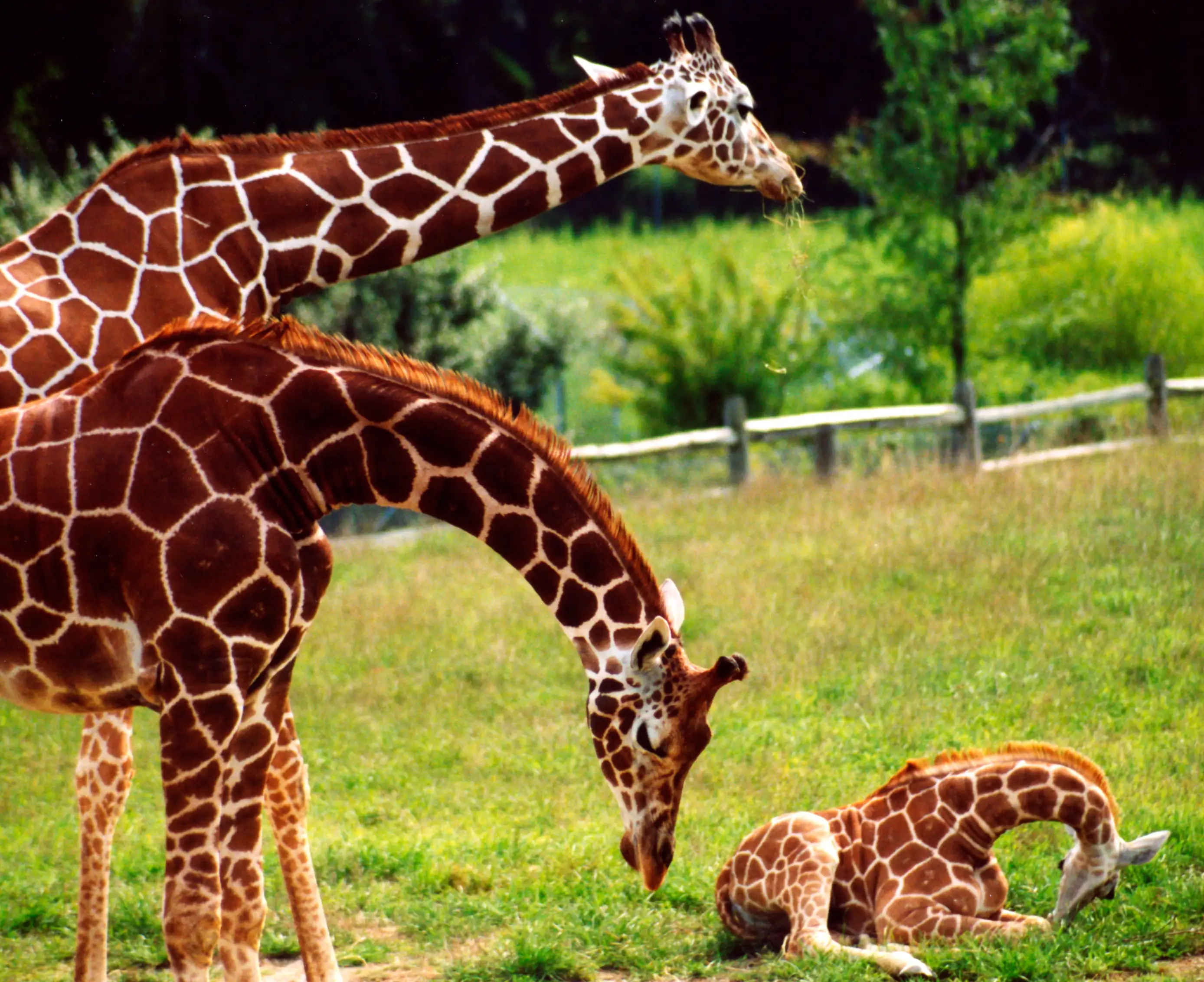 Cape May County Zoo