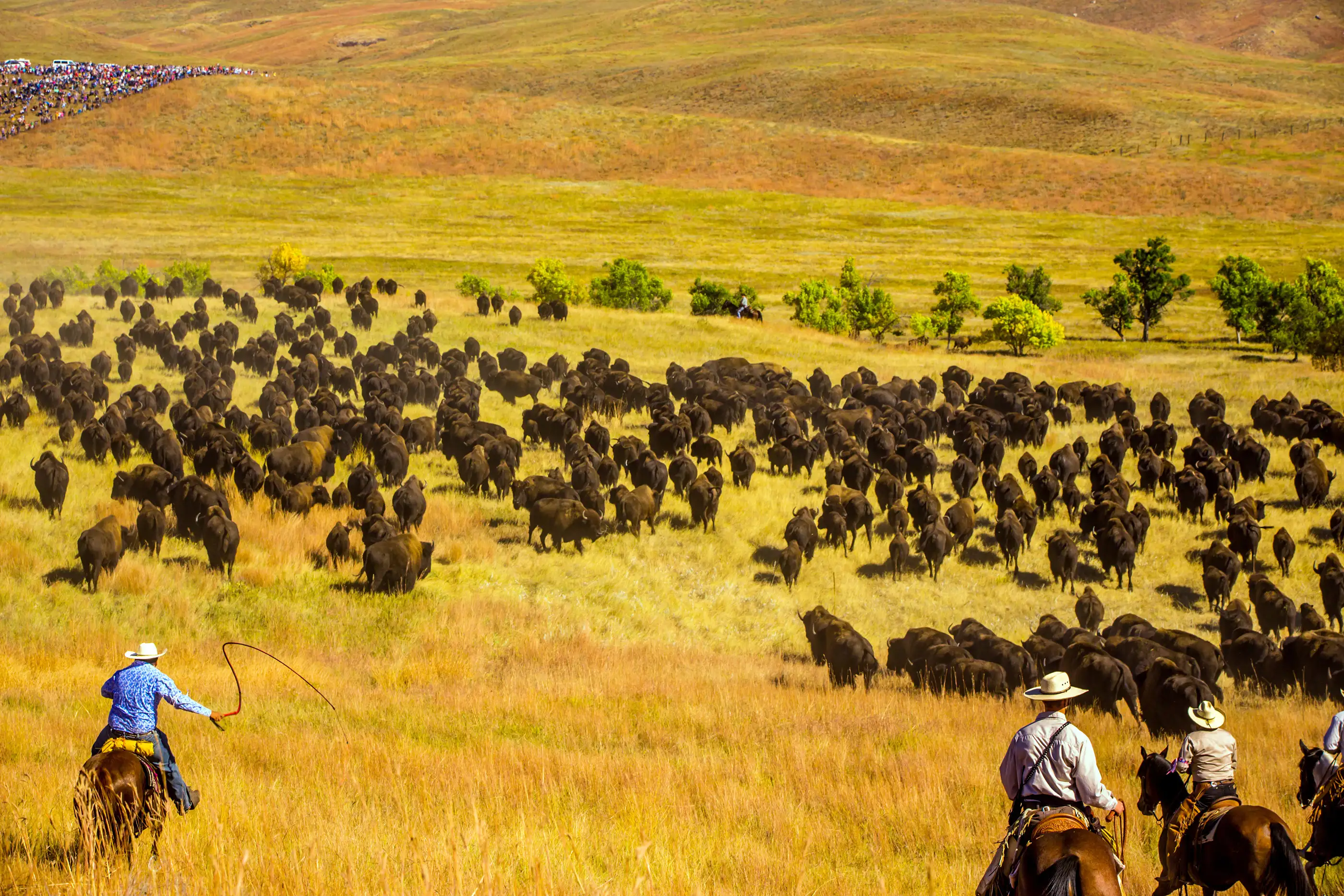 Buffalo Round Up, Custer State Park, Black Hills, South Dakota