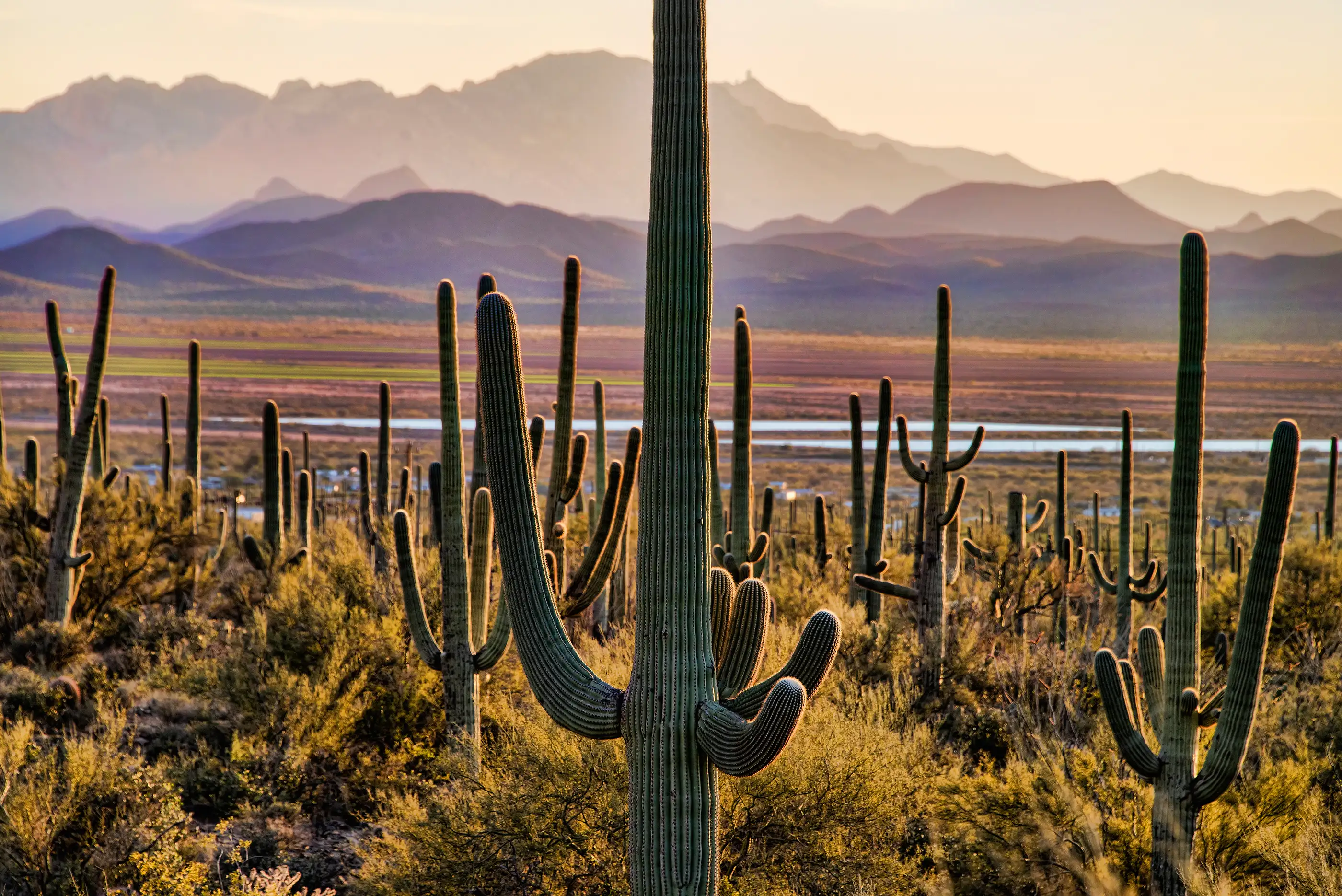 180601-best-national-parks-saguaro