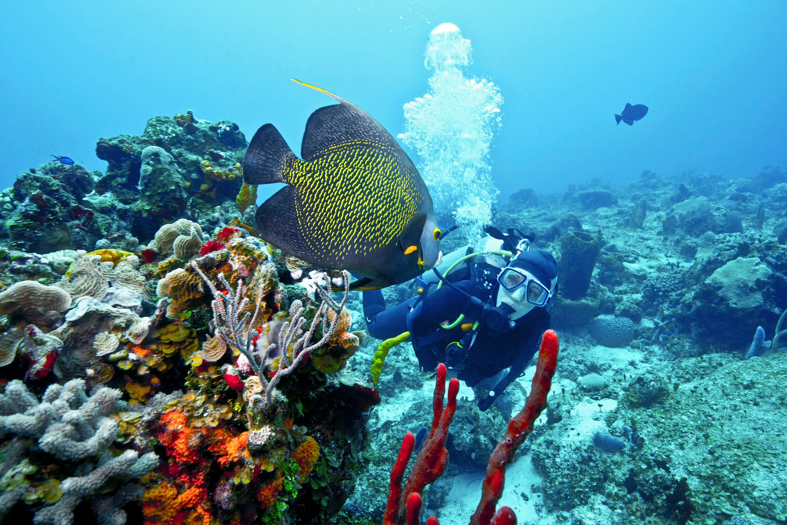 Snorkelers and divers can spot numerous sea creatures in Cozumelâ€™s waters.