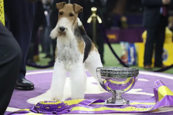 143rd Annual Westminster Kennel Club Dog Show