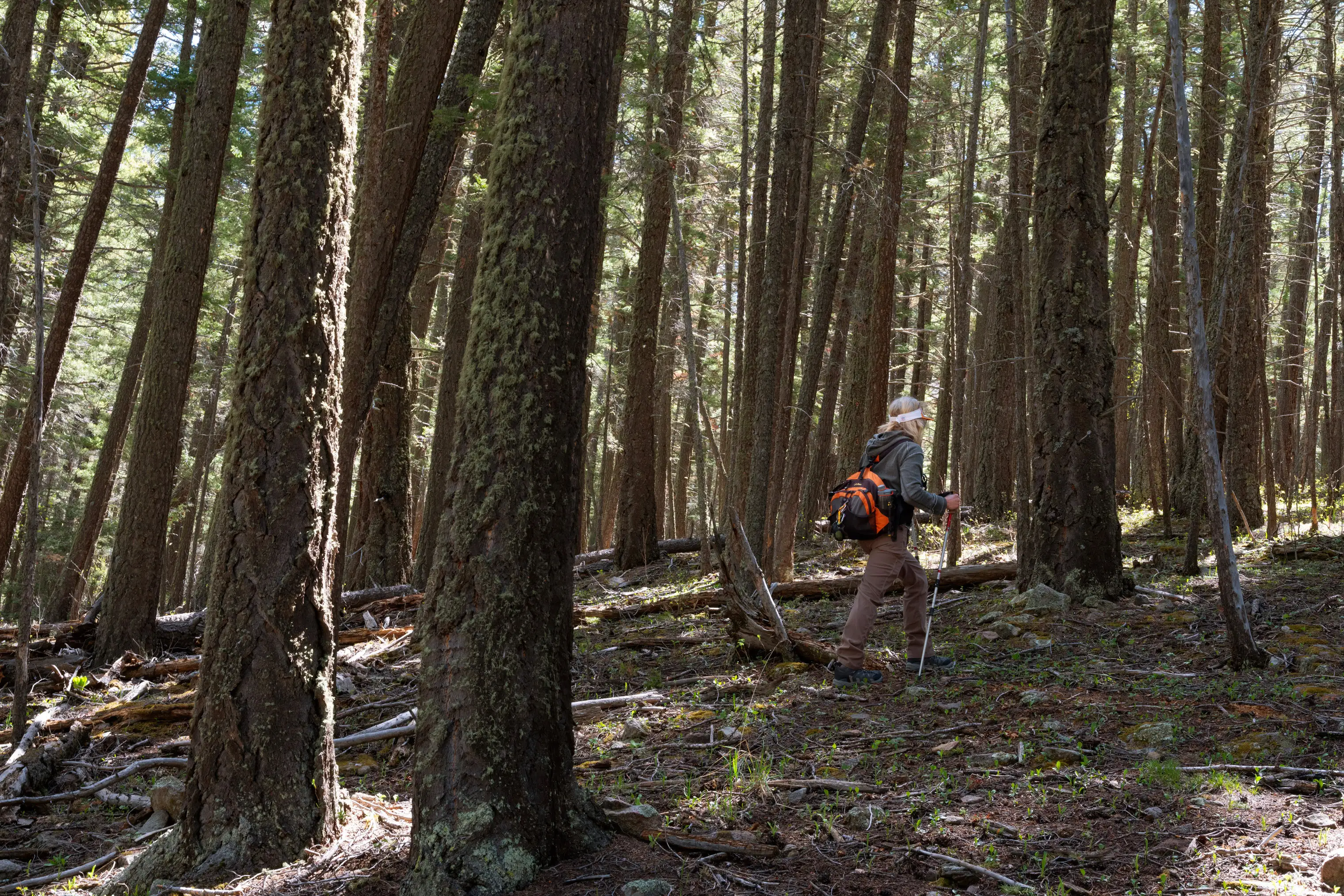 Cynthia Meachum in the Pecos Wilderness, May 28, 2019.