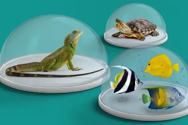 A lizard, turtle and exotic fish isolated in a glass container
