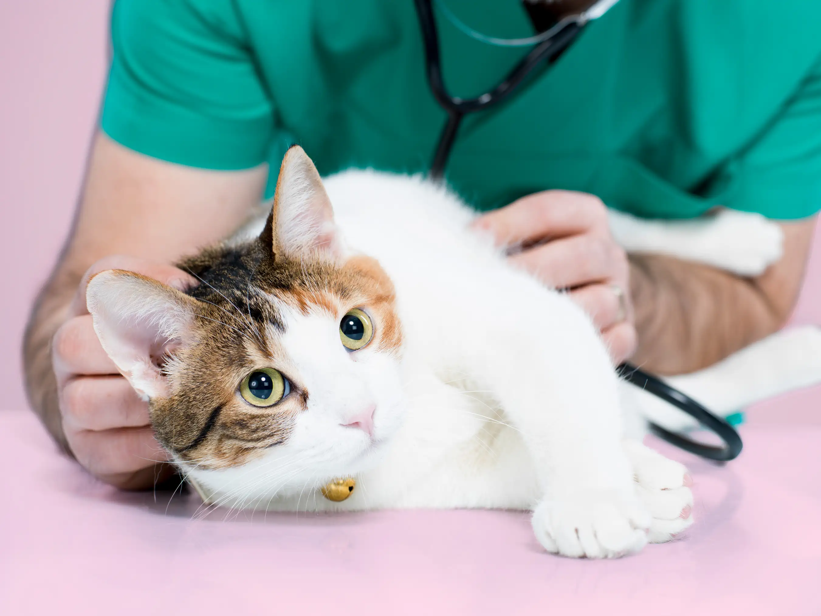 Vet examining cat