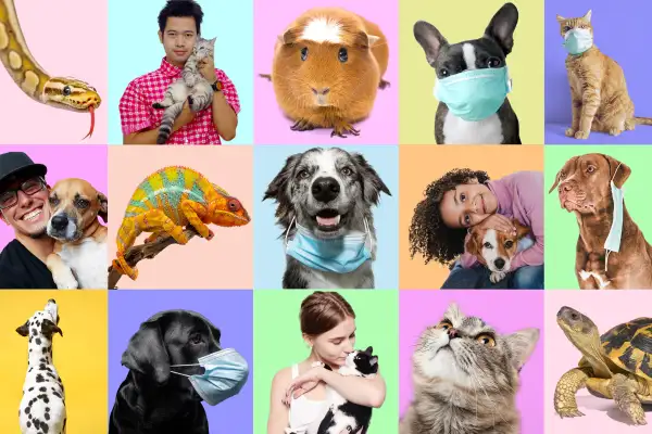 Grid photo collage of different pets with and without their owners. Some have surgical masks on.