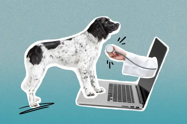 Collage of dog standing in-front of a laptop with a veterinarian's hand coming out of the screen with a stethoscope