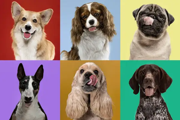 which dog breeds are compatible