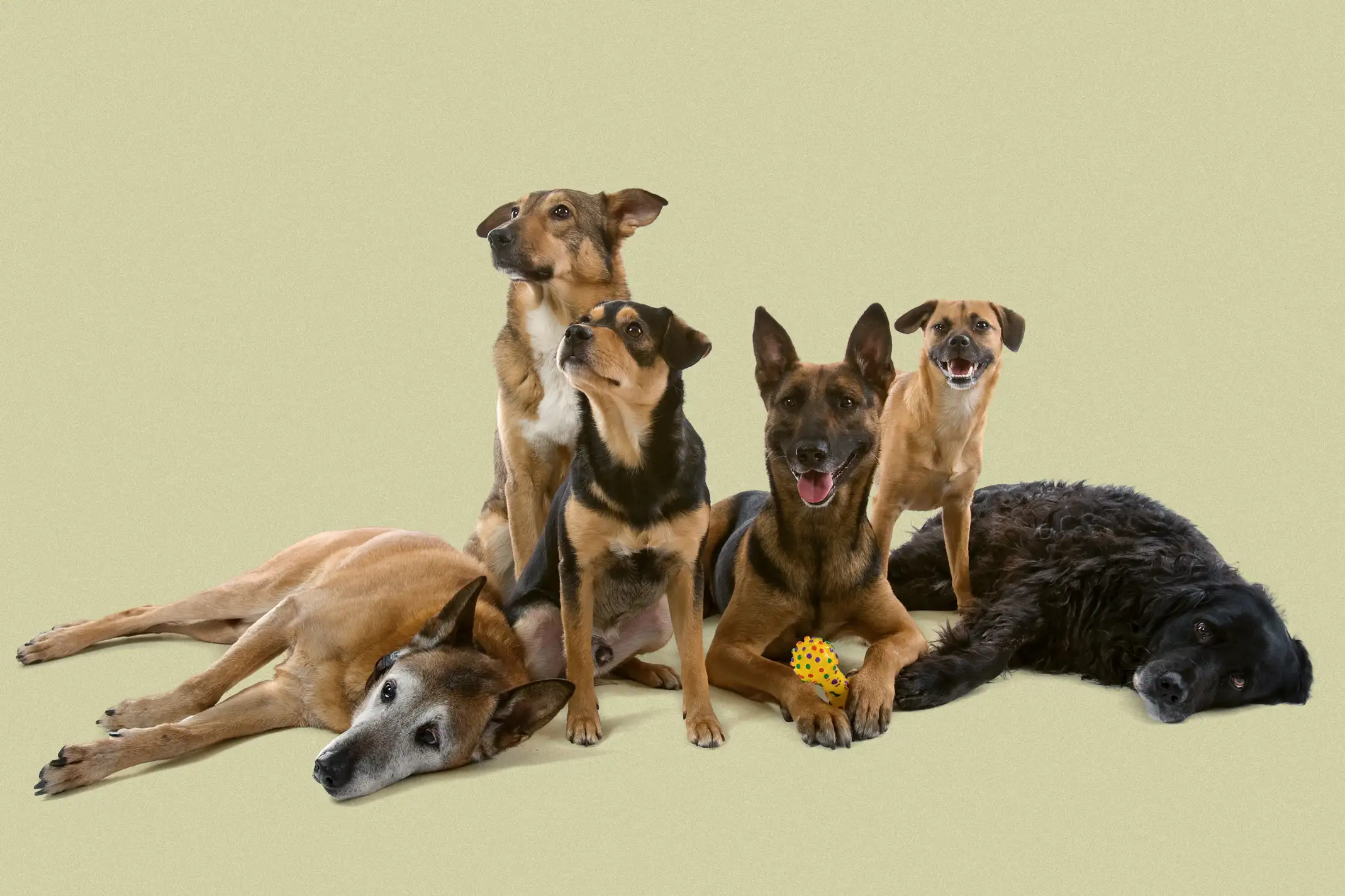 Group of mixed breed dogs isolated on a color background