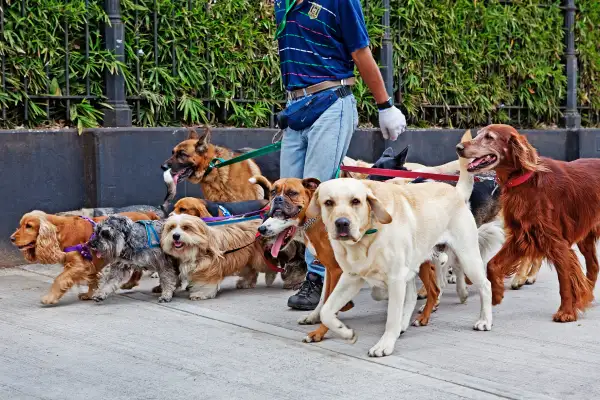 Dog walker walking multiple dogs